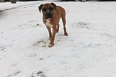 Smutasek NERO w typie amstaffa do adopcji ,  wielk