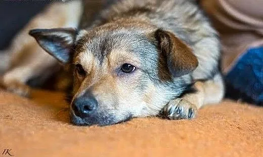 Wesoły Pionek poleca się do adopcji, mazowieckie