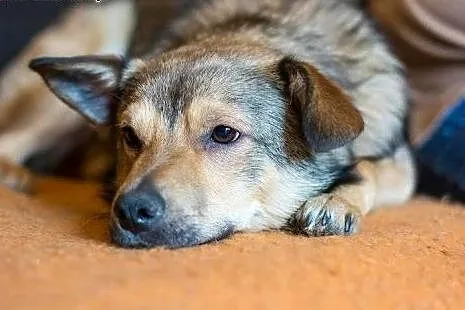 Wesoły Pionek poleca się do adopcji, mazowieckie Warszawa