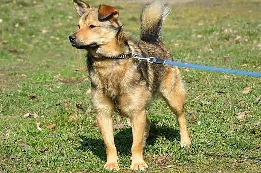 Wesoły Pionek poleca się do adopcji,  mazowieckie 