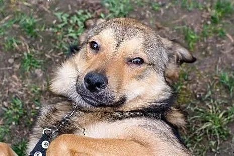 Wesoły Pionek poleca się do adopcji,  mazowieckie 