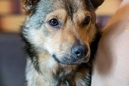 Wesoły Pionek poleca się do adopcji,  mazowieckie 