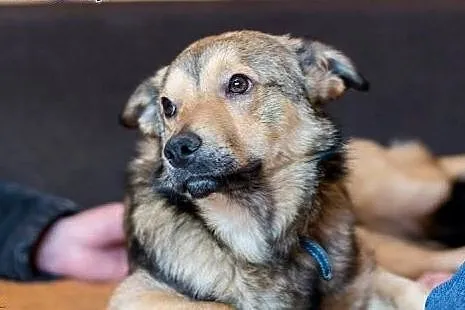 Wesoły Pionek poleca się do adopcji,  mazowieckie 