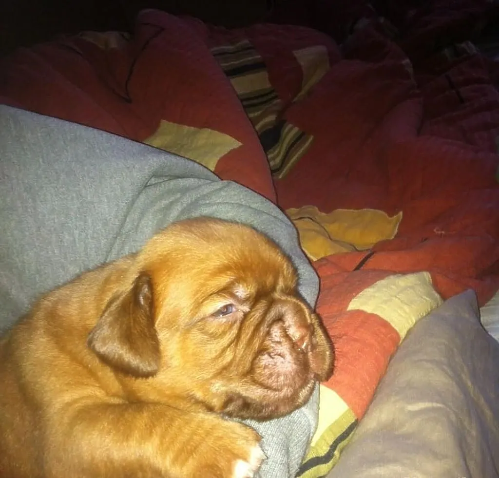 Dogue de bordeaux