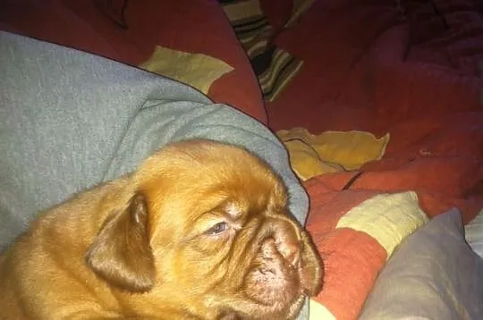 Dogue de bordeaux