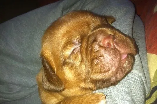 Dogue de bordeaux