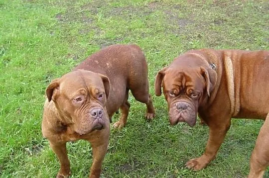 Dogue de bordeaux