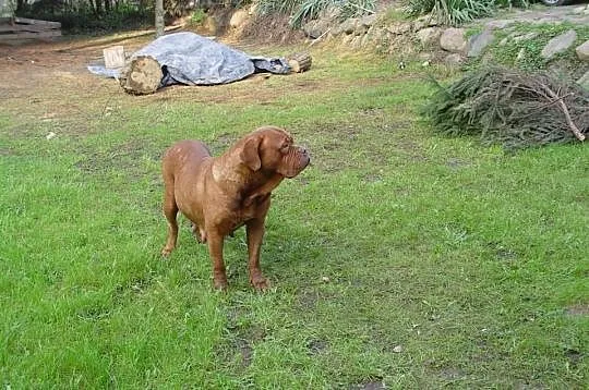 Dogue de bordeaux