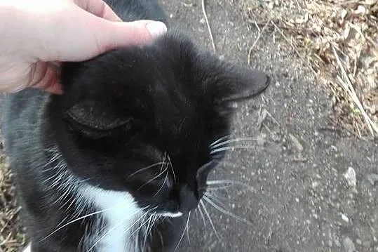 Krystynka, oswojona, spokojna KOTECZKA szuka kocha