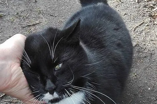 Krystynka, oswojona, spokojna KOTECZKA szuka kocha