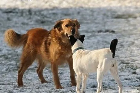 Teddy przytulaśny psiak, tylko domu mu brak,  mazo