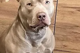 Reproduktor American Bully XL Piękny Lilak
