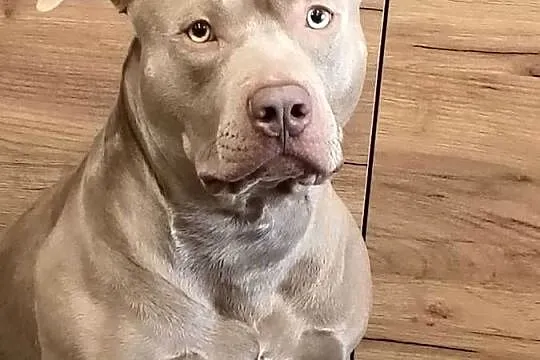 Reproduktor American Bully XL Piękny Lilak