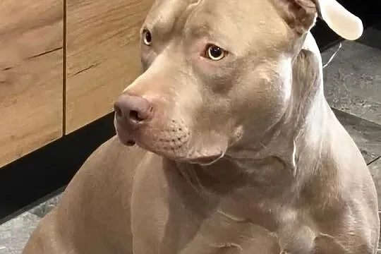 Reproduktor American Bully XL Piękny Lilak, Warmińsko-mazurskie, Olsztyn