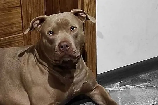 Reproduktor American Bully XL Piękny Lilak, Warmińsko-mazurskie, Olsztyn