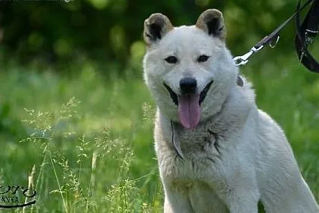 Sambo - śnieżnobiały psiak szuka aktywnego domu., 