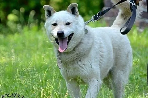 Sambo - śnieżnobiały psiak szuka aktywnego domu., 