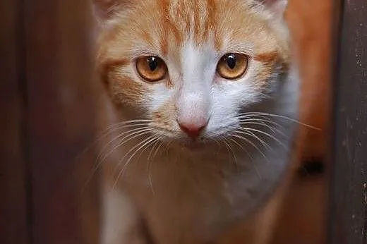 Pięknooka, przyjazna kotka, wychowana, ADOPCJA, Koty pospolite cała Polska