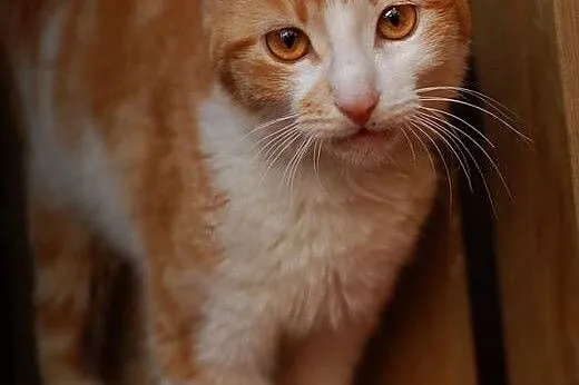 Pięknooka, przyjazna kotka, wychowana, ADOPCJA,  K
