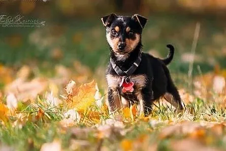 REZOLUTNY SZCZENIAK do adopcji - kotolubny DZIECIA