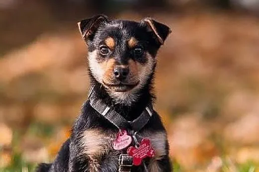 REZOLUTNY SZCZENIAK do adopcji - kotolubny DZIECIA