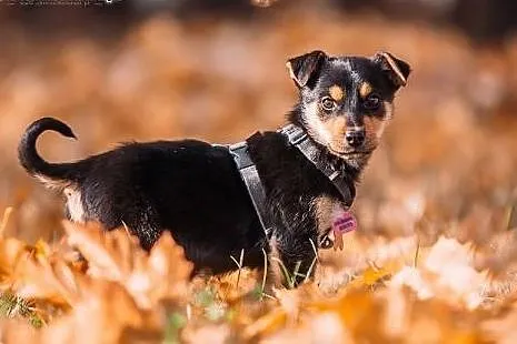 REZOLUTNY SZCZENIAK do adopcji - kotolubny DZIECIA