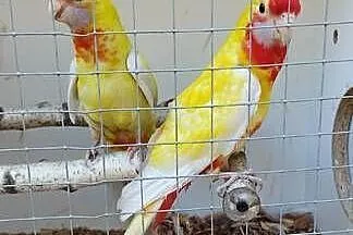 Rozella królewska i białolica, Mazowieckie, Nowe Grobice