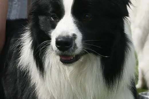 Reproduktor Border Collie,  warmińsko-mazurskie Ił