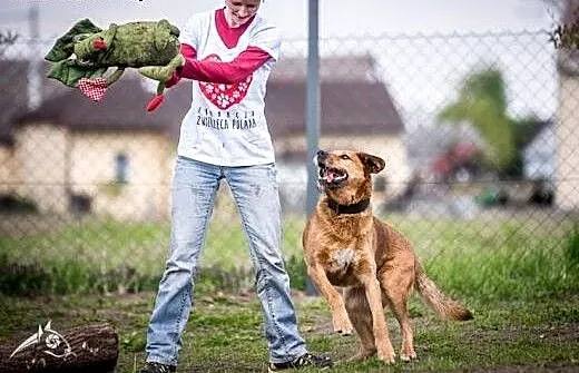 LEJLA energiczna, śliczna do adopcji, śląskie Kat