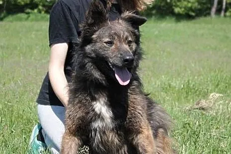 Hektor szuka domu.,  mazowieckie Radom