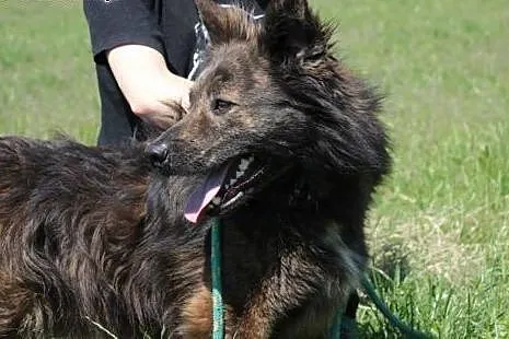 Hektor szuka domu.,  mazowieckie Radom