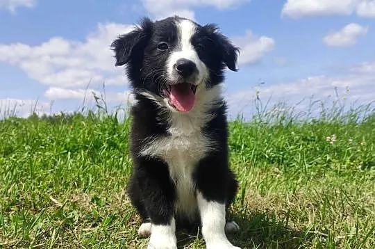 BORDER COLLIE z Hodowli - Rasowy pies z pełną dok., Podkarpackie, Iwonicz