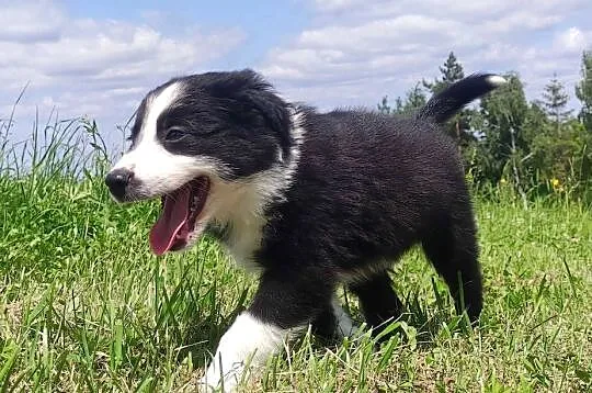 BORDER COLLIE z Hodowli - Rasowy pies z pełną dok., Podkarpackie, Iwonicz