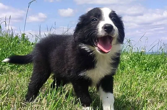 BORDER COLLIE z Hodowli - Rasowy pies z pełną dok., Podkarpackie, Iwonicz