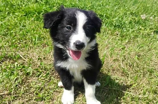BORDER COLLIE z Hodowli - Rasowy pies z pełną dok., Podkarpackie, Iwonicz