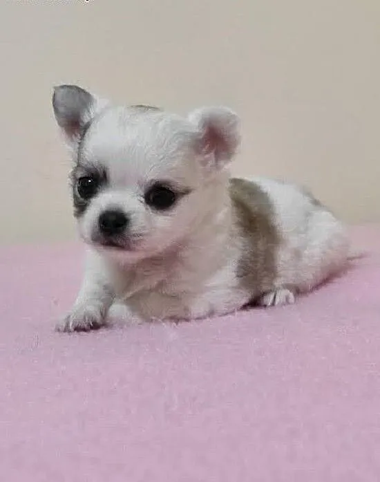 Szczenięta Chihuahua, Chihuahua cała Polska,