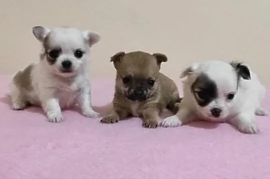 Szczenięta Chihuahua,  Chihuahua cała Polska, cała Polska