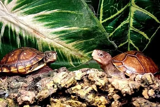 Młode Terrapene carolina triunguis cb2025