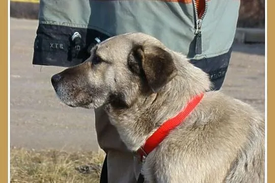 Duży 36 kg ,gładkowłosy,płowy BARI, spokojny,przyj