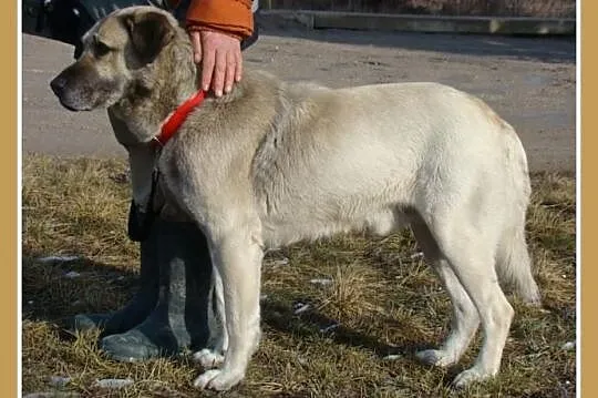 Duży 36 kg ,gładkowłosy,płowy BARI, spokojny,przyj
