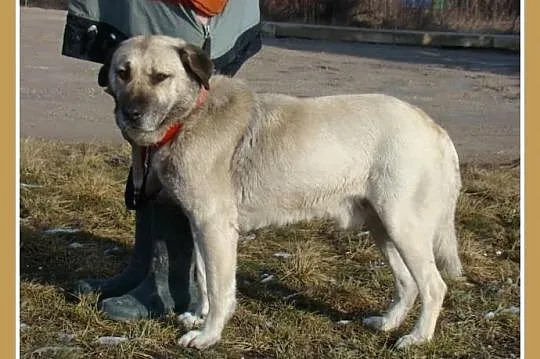 Duży 36 kg ,gładkowłosy,płowy BARI, spokojny,przyj