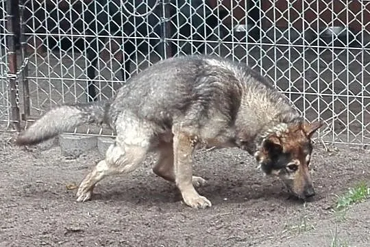 Pascal, psi staruszek z chorymi stawami PILNIE szu