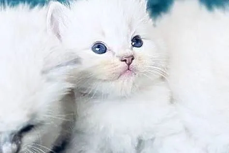 Kocurek ragdoll, Wielkopolskie, Kalisz