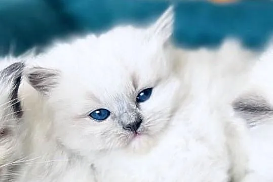 Kocurek ragdoll, Wielkopolskie, Kalisz