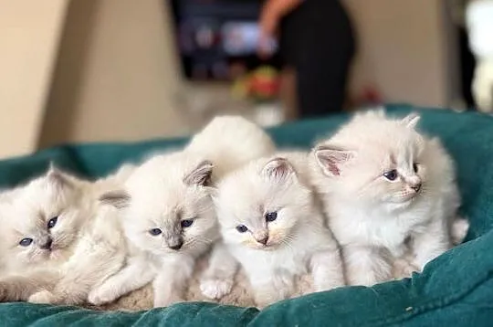 Kocurek ragdoll, Wielkopolskie, Kalisz