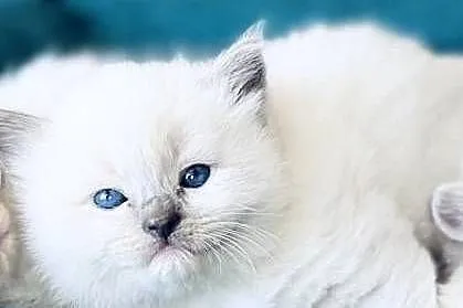 Kocurek ragdoll, Wielkopolskie, Kalisz