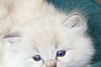 Kocurek ragdoll, Wielkopolskie, Kalisz