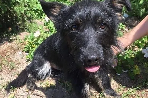 Niewielka Princessa, sunia która kocha i potrzebuje być kochaną!,  Kundelki cała Polska