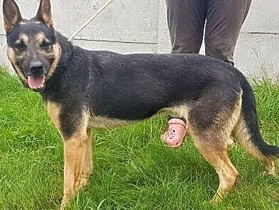 ZĘBOLEK - od 4 lat czeka w schronisku na Człowieka, który go pokocha. Adptuj!, Mazowieckie, Radom