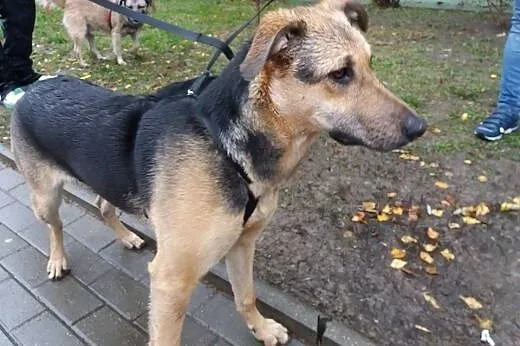 Tola do adopcji - 8 miesięcy ,  pomorskie Gdańsk